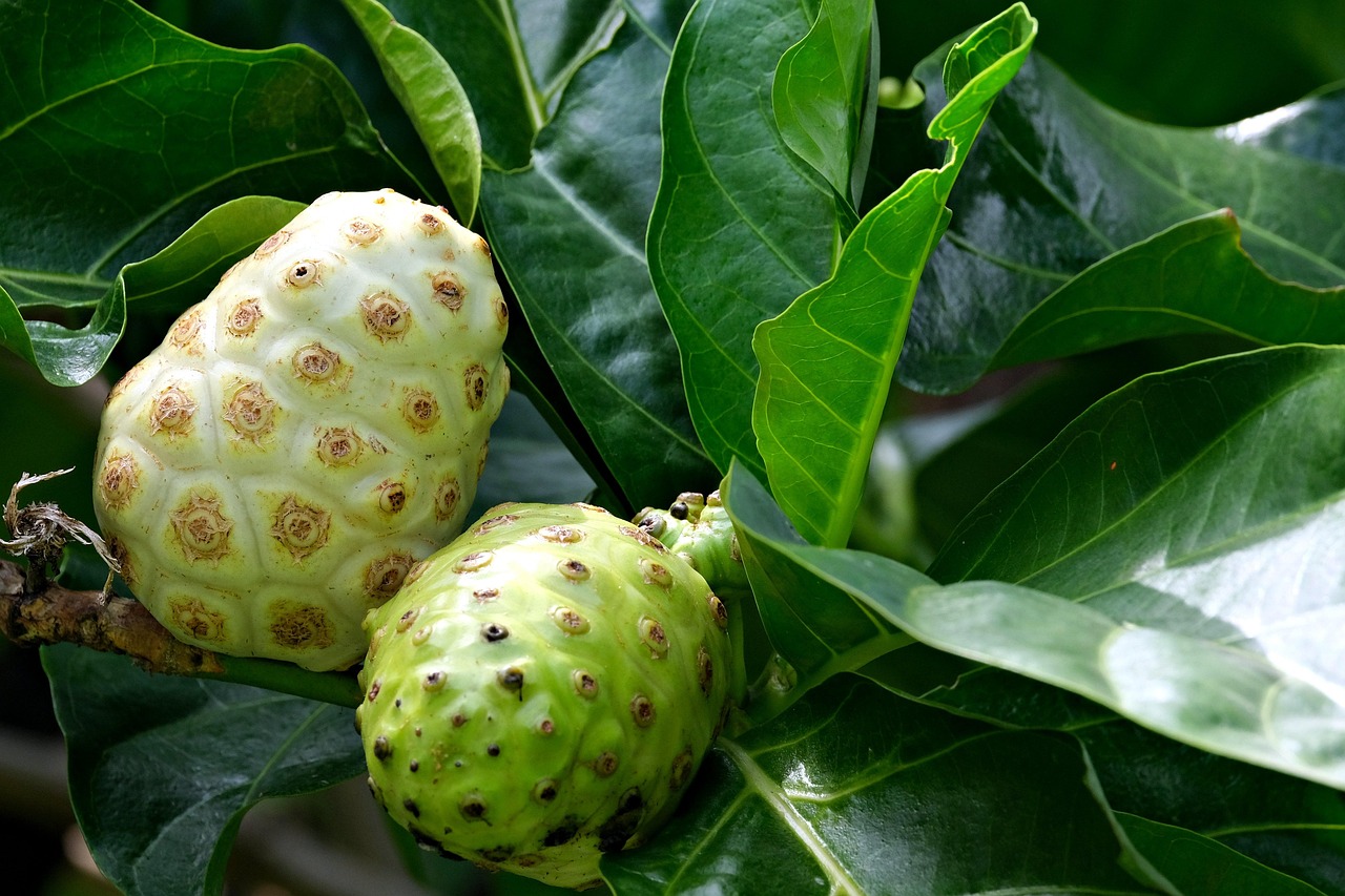 Manfaat Jus Buah Mengkudu
