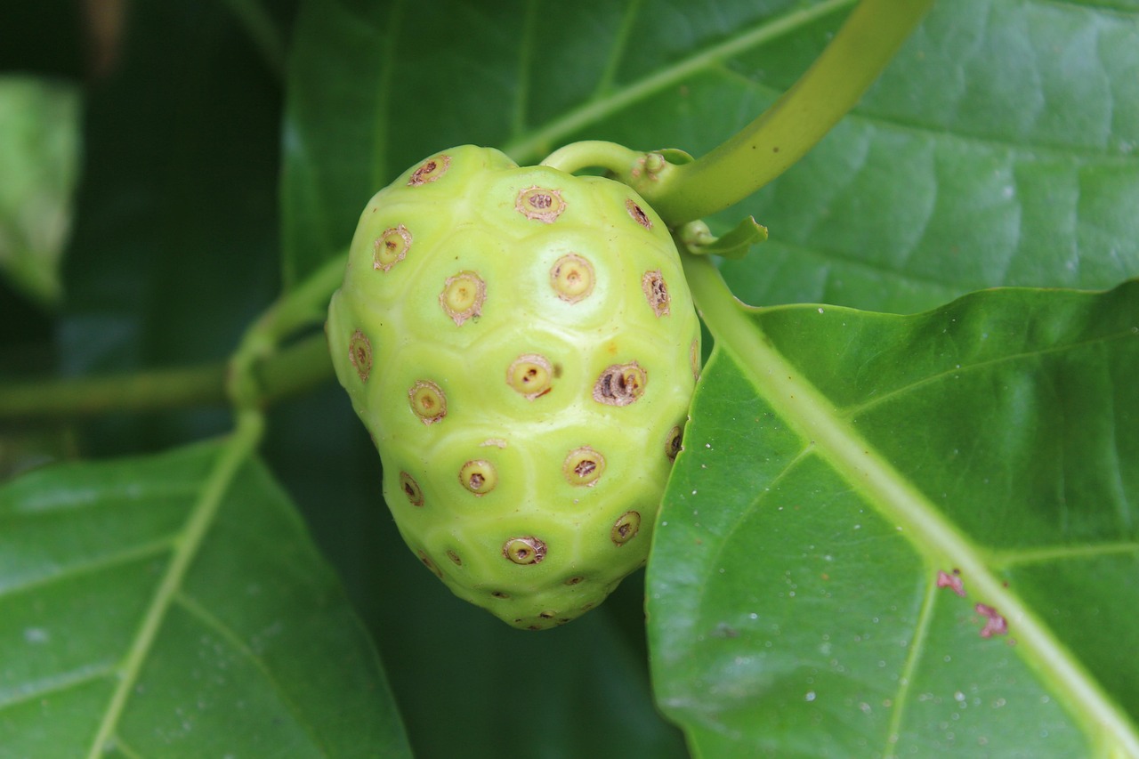 Khasiat Buah Mengkudu