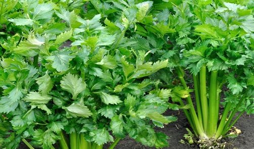 Resep Seduhan Daun Seledri