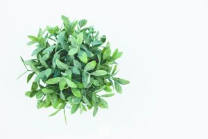Manfaat Kesehatan dari Daun Beluntas