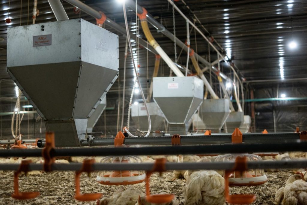 Distributor Alat Ternak Ayam