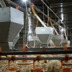 Distributor Alat Ternak Ayam